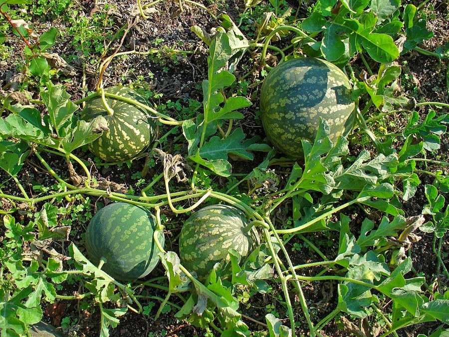Egusi melons growing on the vine