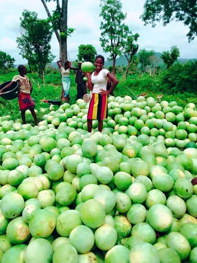 Harvest day at a Cameroon egusi farm